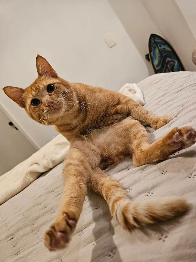 Chiquinho