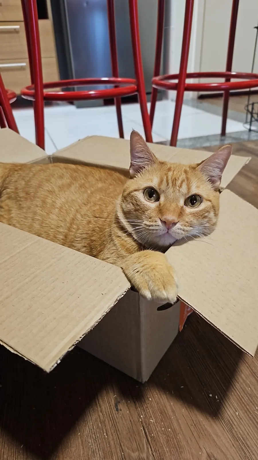 Simba