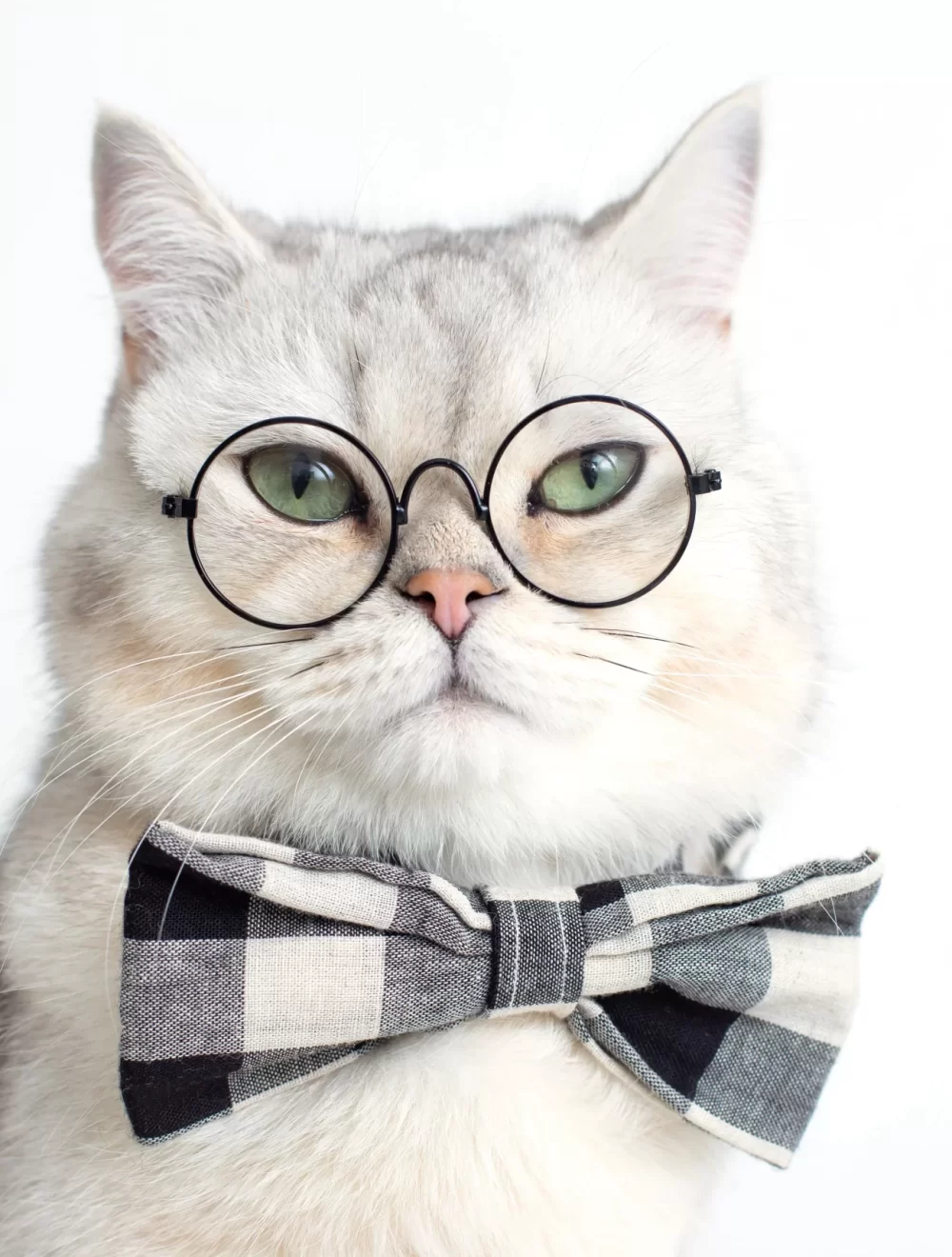 funny-white-cat-in-a-gray-bow-tie-and-glasses-on-2024-12-04-09-55-50-utc